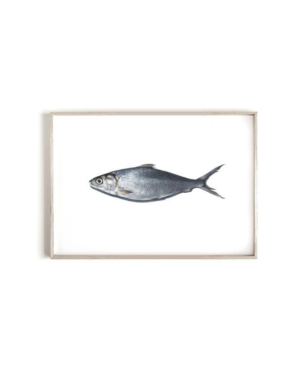 'MilkFish' limited edition print